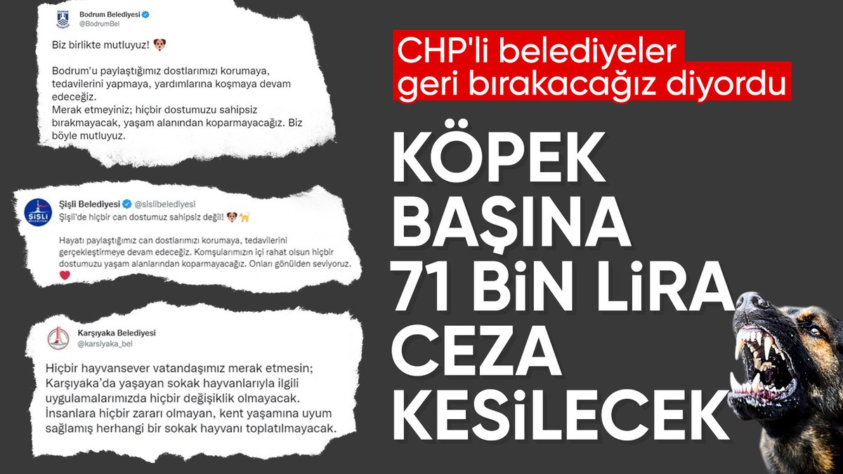 Bakanlık valiliklere yazı gönderdi: Belediyelere sahipsiz köpek başına 71 bin TL ceza kesilecek