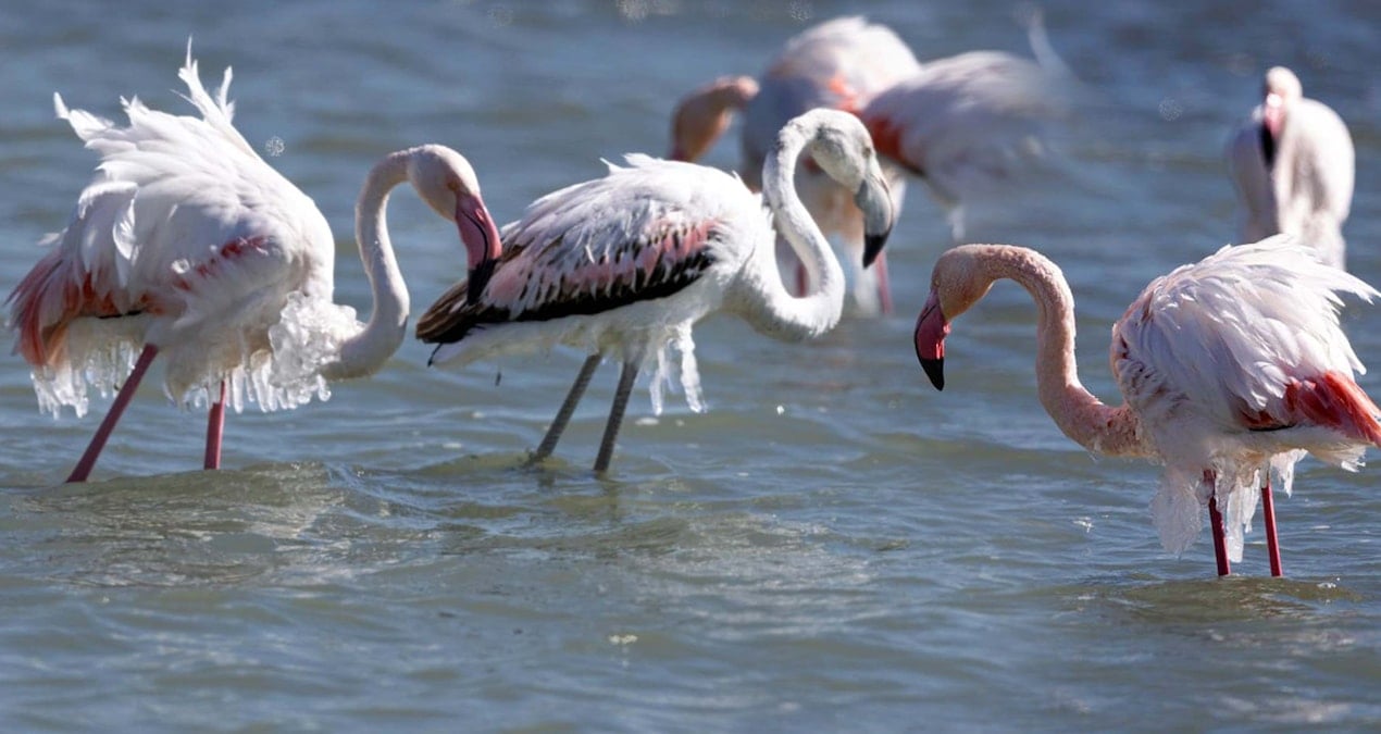 Eğirdir Gölü’nde şoke eden manzara: Flamingolar buz tuttu!